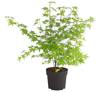 Fächerahorn 'Orange Dream'