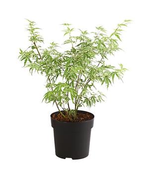 Fächerahorn 'Butterfly®'