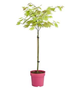 Japanischer Goldahorn 'Moonrise'