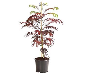 Seidenbaum 'Summer Chocolate'