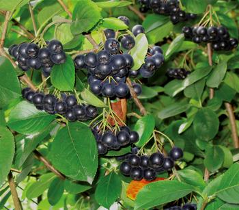 Apfelbeere, Aronia 'Viking'