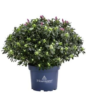 Japanische Azalee 'Deluxe', Bicolor