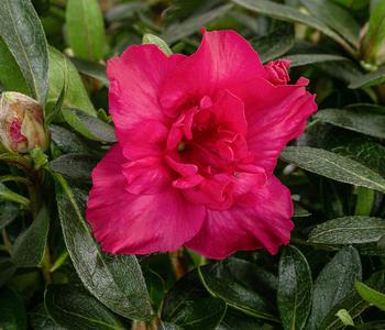 Japanische Azalee 'Deluxe'