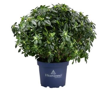 Japanische Azalee 'Deluxe', Bicolor