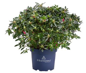 Japanische Azalee 'Deluxe'