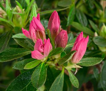 Japanische Azalee 'Pink Spider®'