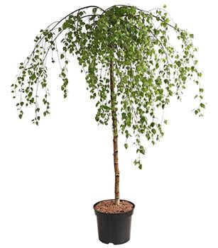 Trauer-Birke 'Youngii'