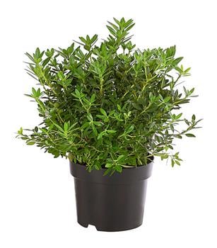 Rhododendron 'Bloombux®'