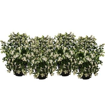 Blütenhecke 'White Hedge', 4er-Set