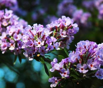 Wechselblättriger Sommerflieder