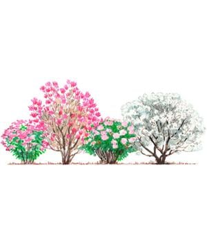 Blütenhecke Pastell, 4-teilig