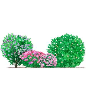 Blütenhecke Princess, 4-teilig