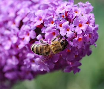 Sommerflieder, verschiedene Sorten