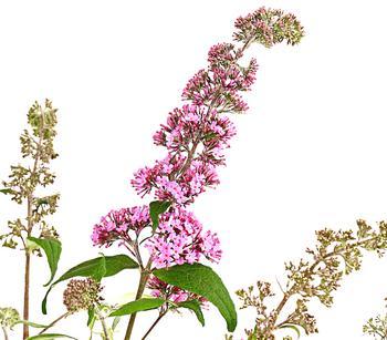 Sommerflieder, verschiedene Sorten