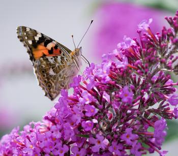 Sommerflieder, verschiedene Sorten