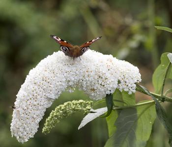 Sommerflieder, verschiedene Sorten