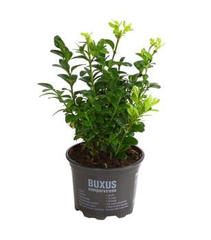 18 x Buchs von Dehner - Mindestbestellmenge: 18 Stk.