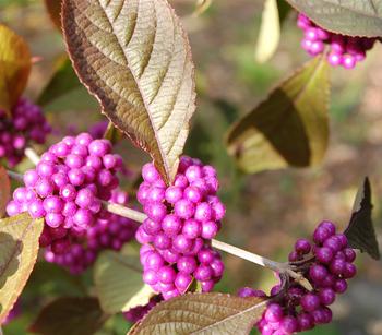 Liebesperlenstrauch 'Profusion'