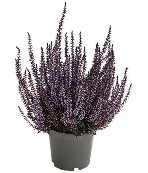 6 x Knospenheide, gefärbt, verschiedene Farben von Dehner, Gelb, Orange, Pink, Lila, Dunkelblau, Hellgrün - Mindestbestellmenge: 6 Stk.