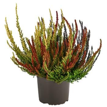 Knospenheide 'Sunset Fire®'