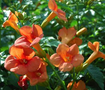 Trompetenblume 'Mme. Galen' von Dehner, Orange