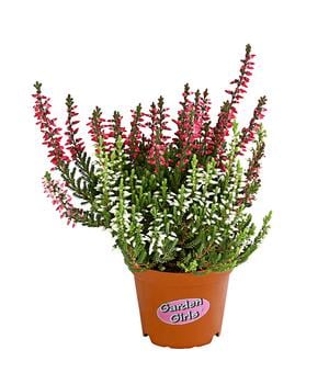 Knospenheide 'Mini-Twingirls®'