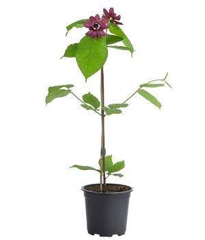 Gewürzstrauch 'Hartlage Wine'