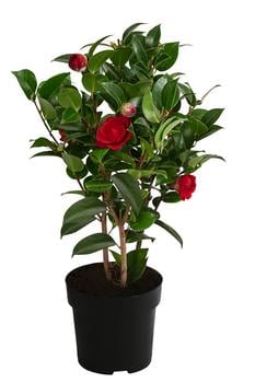 Japanische Kamelie, verschiedene Sorten