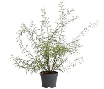 Rosa Puderquastenstrauch