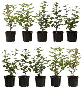 2-3 Meter Hainbuche, 10 x ca. 50-60 cm