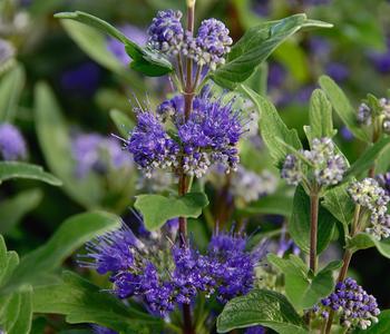 Bartblume 'Dark Knight'