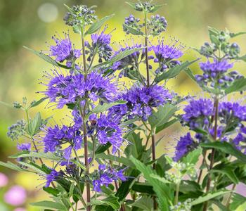 Bartblume 'Kew Blue'