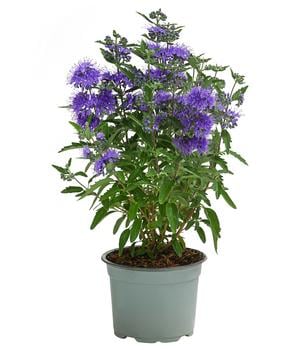 Bartblume 'Kew Blue'