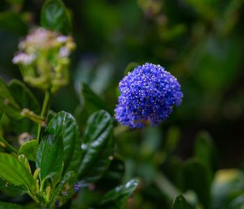 Kriechende Säckelblume