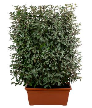 Wintergrüne Ölweide 'Compacta', ca. 140-160 cm von Dehner