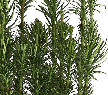 Säulen-Kopfeibe 'Fastigiata'