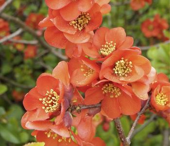 Japanische Zierquitte