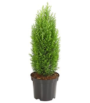 Scheinzypresse 'Ellwood's Gold'