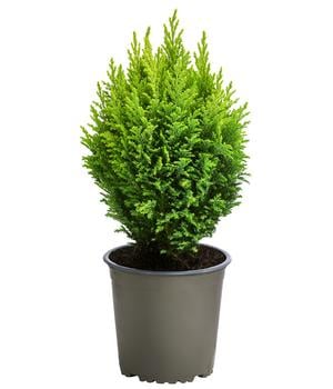 Scheinzypresse 'Ellwood's Gold'