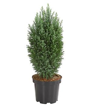 Scheinzypresse 'Snow White'