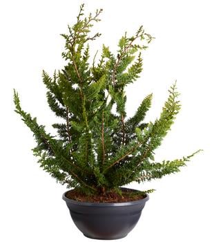 Scheinzypresse 'Teddy Bear', Schale