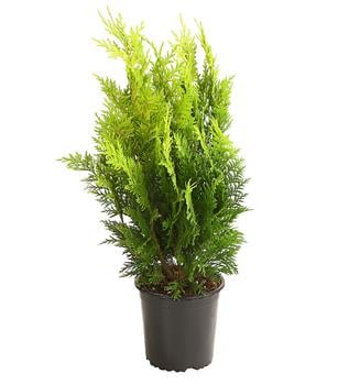 Scheinzypresse 'Ivonne'