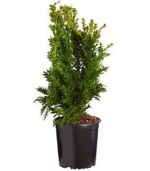 Hinoki-Scheinzypresse 'Drath'