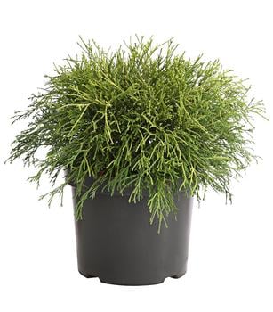 Scheinzypresse 'Filifera Sungold' von Dehner