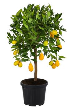 Limette 'Limequat' von Dehner, Hellgrün