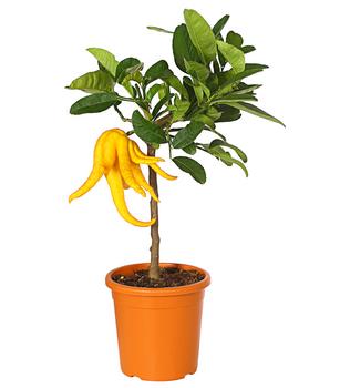 Zitronat-Zitrone 'Buddhas Hand' von Dehner, Gelb