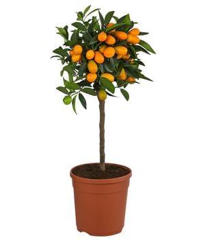 Kumquat von Dehner, Orange