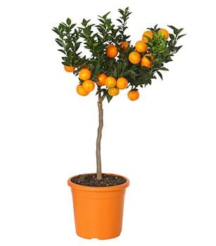 Bitterorange 'Chinotto'