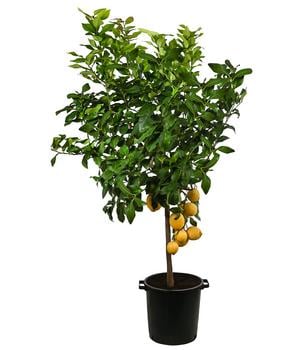 XXL Zitrone, ca. 160-200 cm