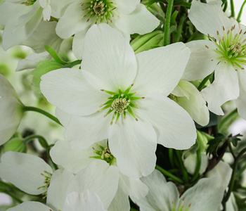 Waldrebe - Clematis 'Avalanche' von Dehner, Weiß